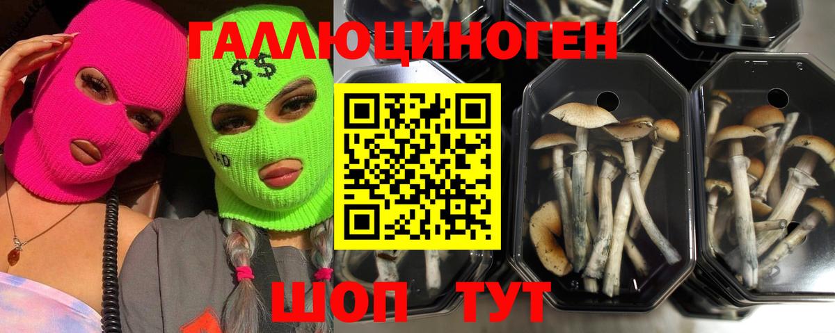 Псилоцибиновые грибы прущие грибы  Вход с VPN  Галлюциногенные грибы прущие грибы  Усть-Илимск 